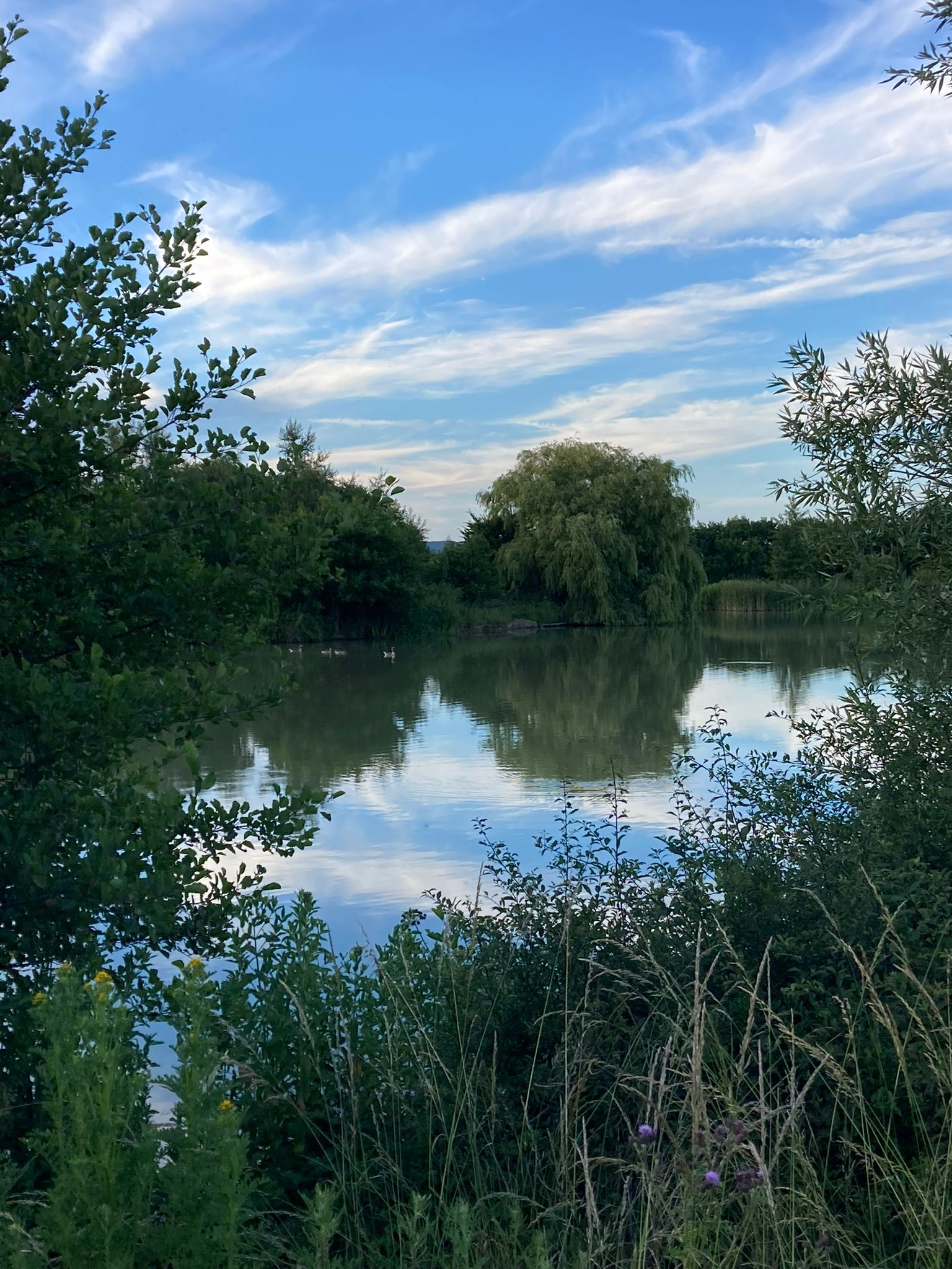 Ashford Angling Society Mallard lake one of the Surrenden Lakes